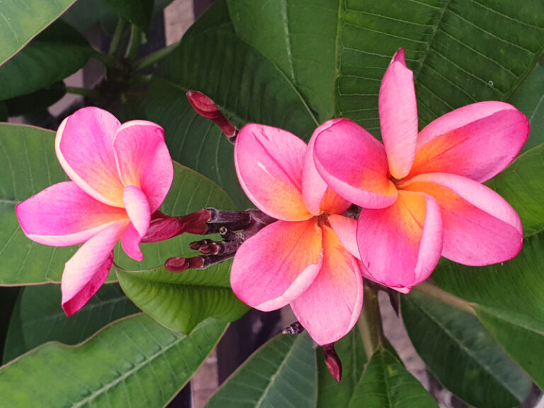 Zwei Wollen Meer Plumeria
