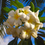 Plumeria Frangipani zwei wollen meer