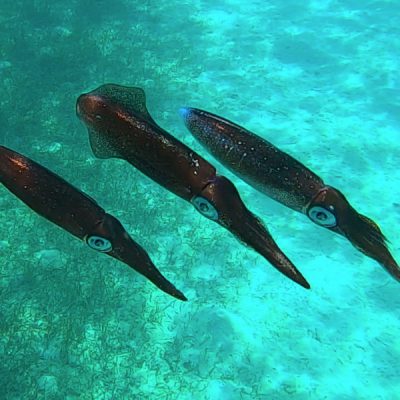 zwei wollen meer reiseblog segeln pazifik fiji bligh water insel leleuvia riff korallen fische kalamar tintenfische