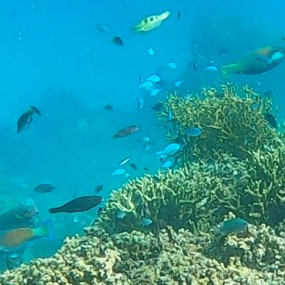 zwei wollen meer reiseblog segeln pazifik fiji bligh water insel leleuvia riff korallen fische papageifische