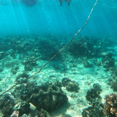 zwei wollen meer reiseblog segeln pazifik fiji bligh water insel leleuvia riff korallen fische riesenmsucheln schnorcheln