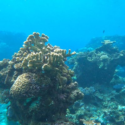 zwei wollen meer segeln pazifik weltreise fiji fidschi reiseblog ringgold inseln yanuca schnorcheln riff unterwasser korallen intakt
