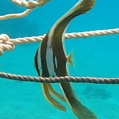 zwei wollen meer reiseblog segeln pazifik fiji bligh water insel leleuvia riff korallen fische schnorcheln fledermausfisch