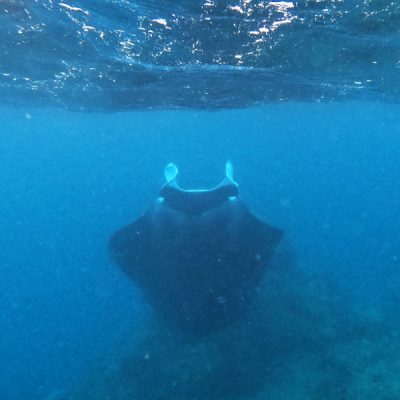 zwei wollen meer reiseblog segeln pazifik fiji fidschi weltreise kadavu buliya ono vurolevo stick bomby reef manta rochen riffmanta