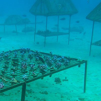 zwei wollen meer reiseblog segeln pazifik fiji bligh water insel leleuvia riff korallen zucht metall gestell fische korallen