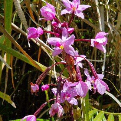 orchideen zwei wollen meer bora bora