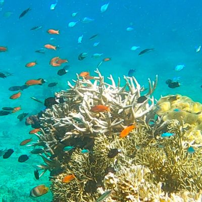 zwei wollen meer reiseblog segeln pazifik fiji bligh water insel leleuvia riff korallen fische