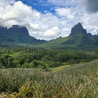 ananasfel moorea zwei wollen meer