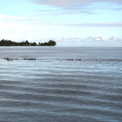 delfine bora bora zwei wollen meer