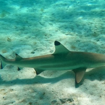 schwarzspitzenriffhai bora bora zwei wollen meer