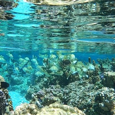 jardin du corail tahaa zwei wollen meer motu tau tau