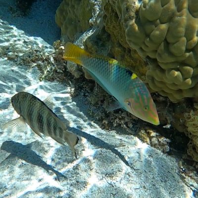 jardin du corail tahaa zwei wollen meer motu tau tau