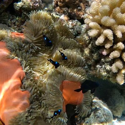 anemone jardin du corail tahaa zwei wollen meer motu tau tau