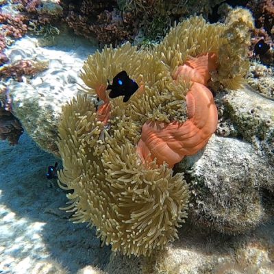 anemone jardin du corail tahaa zwei wollen meer motu tau tau