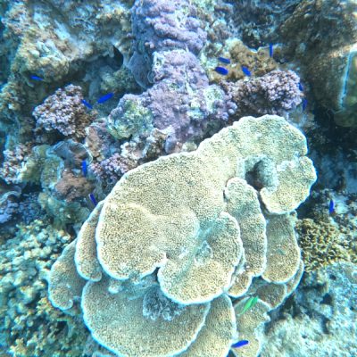 Korallen Bora Bora zwei wollen meer