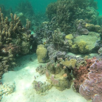 Korallen Bora Bora zwei wollen meer