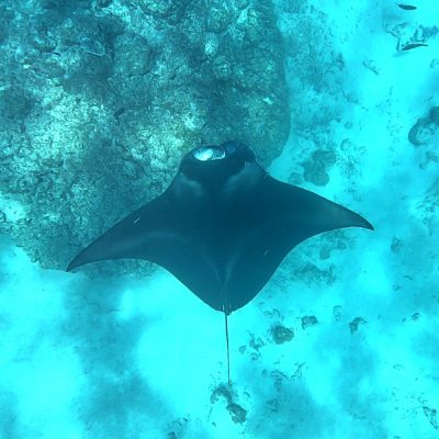 Mantarochen Putzerstation Maupiti zwei wollen meer