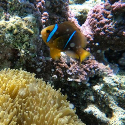 Clownfisch im Jardin du Corail