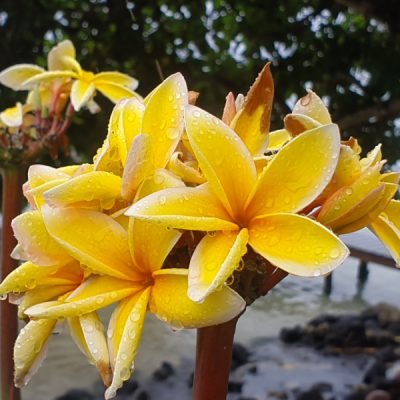 Plumeria Frangipani zwei wollen meer