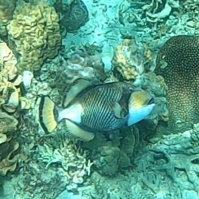 zwei wollen meer reiseblog segeln pazifik fiji bligh water insel leleuvia riff korallen fische drückerfisch