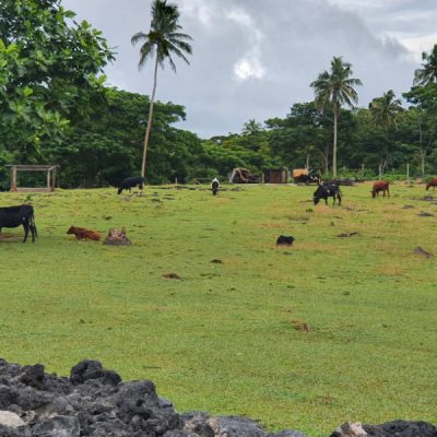 zwei wollen meer reiseblog segeln pazifik fiji weltreise bay of islands vanua balavu farm bavatu harbour kühe rinder weiden grün palmen