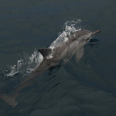 zwei wollen meer reiseblog segeln pazifik fiji yasawa inseln delfine am bug