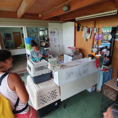 zwei wollen meer reiseblog segeln pazifik fiji vanua levu animals fiji straßenhunde kastration spende