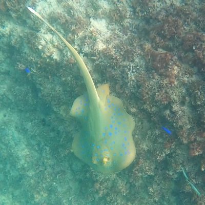 zwei wollen meer reiseblog segeln pazifik fiji weltreise schnorcheln riff korallen Blaupunkt-Stachelrochen