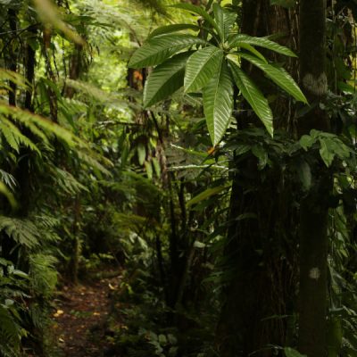 zwei wollen meer segeln pazifik weltreise fiji fidschi reiseblog taveuni baumfarne urwald wald coastal walk wanderung bouma national heritage park wanderweg