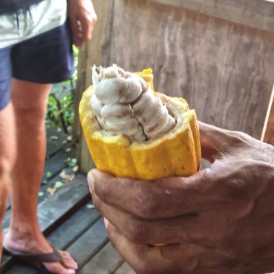 zwei wollen meer reiseblog segeln pazifik fiji savusavu vanua levu kokomana schokolade nachhaltig kakaoschote