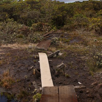 zwei wollen meer reiseblog segeln pazifik hawaii kauai kokee alakai swamp stege hochmoor