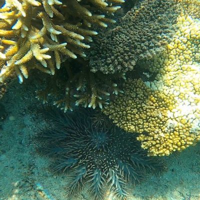 zwei wollen meer reiseblog segeln pazifik fiji yasawa drawaqa passage riff schnorcheln barefoot manta resort korallen dornenkronenseestern