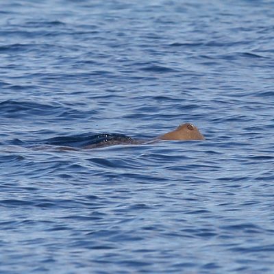 Ein Dugong atmet an der Wasseroberfläche