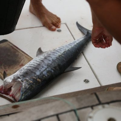 zwei wollen meer reiseblog segeln pazifik fiji yasawa inseln ono wahoo angeln