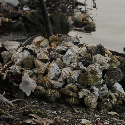 Ein Haufen aus Riesenmuschelschalen in Pellongk