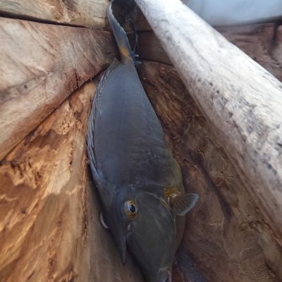 Einhornfisch in einem Fischerkanu