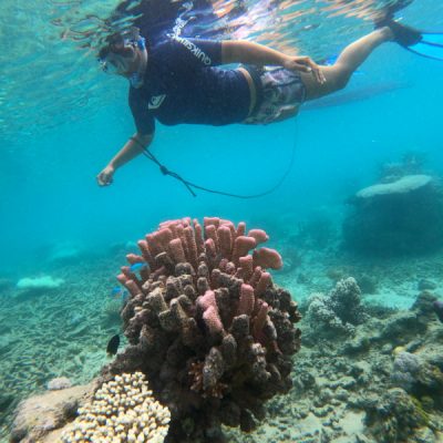 zwei wollen meer reiseblog segeln pazifik fiji vanua levu viani bucht schnorcheln korallenbleiche bunte korallen rote koralle