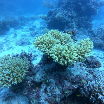 zwei wollen meer reiseblog segeln pazifik fiji riff schnorcheln korallenbleiche