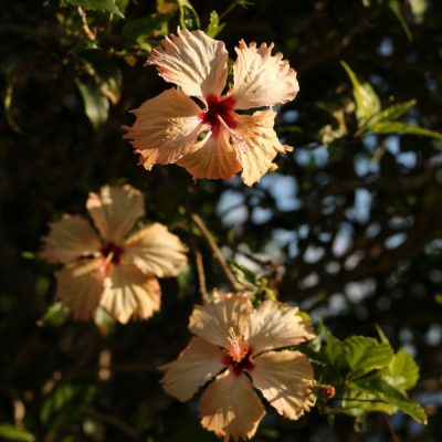 Hibiskus-Blüten
