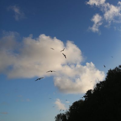 zwei wollen meer reiseblog segeln pazifik hawaii kauai vögel