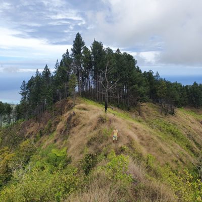 In den Höhenlagen Tahitis wachsen Pinien