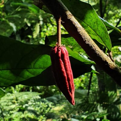 zwei wollen meer reiseblog segeln pazifik fiji savusavu vanua levu kokomana schokolade nachhaltig kakaoschote