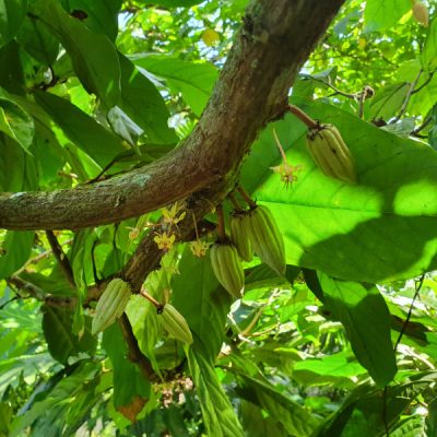 zwei wollen meer reiseblog segeln pazifik fiji savusavu vanua levu kokomana schokolade nachhaltig kakaoschote blüten