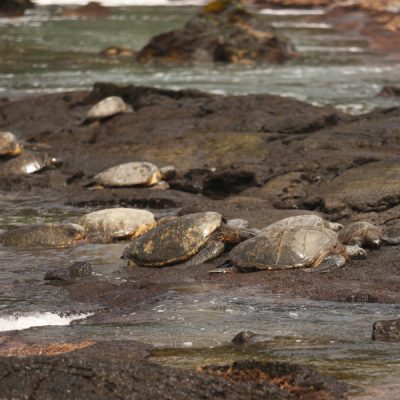 zwei wollen meer reiseblog segeln pazifik hawaii meeresschildkröte honu