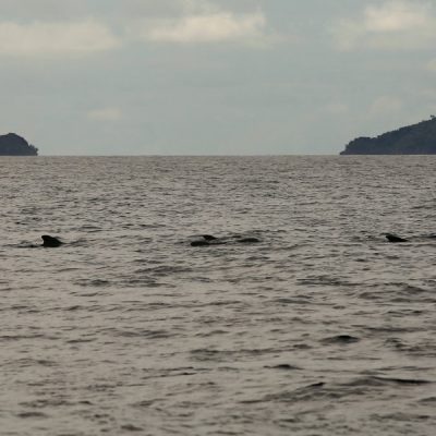 zwei wollen meer segeln pazifik weltreise fiji fidschi reiseblog taveuni qamea laucala überfahrt delfine wale breitschnabeldelfine rückenflossen finne
