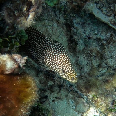 zwei wollen meer reiseblog segeln pazifik fiji weltreise schnorcheln riff korallen netzmuräne