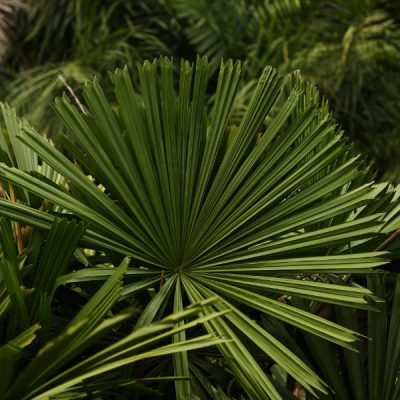 zwei wollen meer reiseblog segeln pazifik fiji pflanze flora tropica botanischer garten palmen blätter