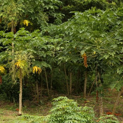 zwei wollen meer reiseblog segeln pazifik fiji pflanze papaya