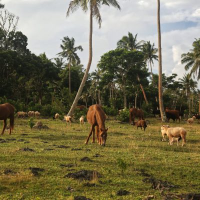 zwei wollen meer reiseblog segeln pazifik fiji weltreise bay of islands vanua balavu farm bavatu harbour weiden grün palmen pferde schafe