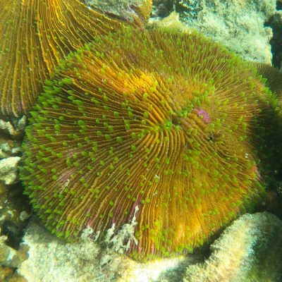 zwei wollen meer reiseblog segeln pazifik fiji weltreise schnorcheln riff korallen pilzkoralle